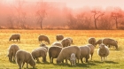 Pecore senza pastori - 15 settembre 2019 - Canto di Sion